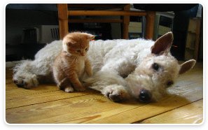 CatandDogfalsealarms